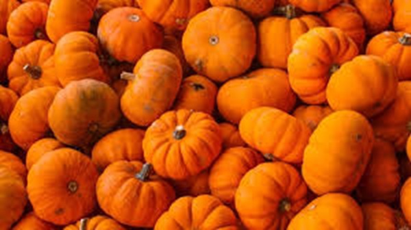 You are currently viewing Dzień dyni